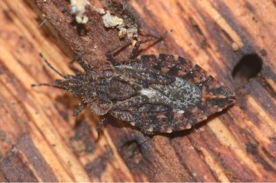 <i>Aradus betulae</i>