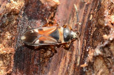 <i>Raglius alboacuminatus</i>