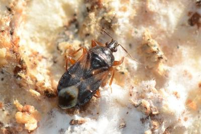 <i>Lyctocoris dimidiatus</i>