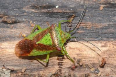 <i>Acanthosoma haemorrhoidale</i>