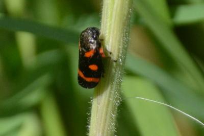 <i>Cercopis intermedia</i>