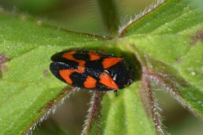 <i>Cercopis vulnerata</i>