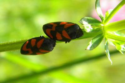 <i>Cercopis vulnerata</i>