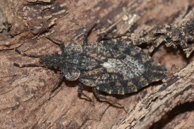 <i>Aradus betulae</i>