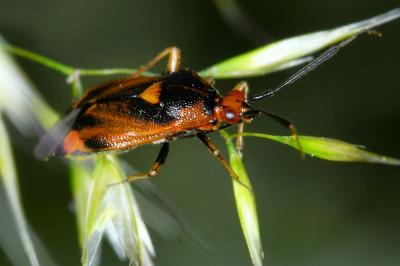 <i>Deraeocoris ruber</i>