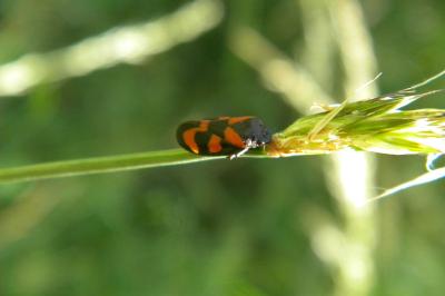 <i>Cercopis vulnerata</i>