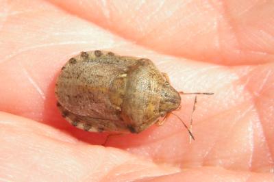 <i>Eurygaster maura</i>