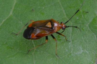 <i>Deraeocoris ruber</i>