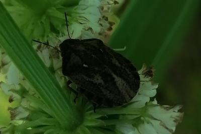 <i>Eurygaster</i>