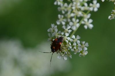 <i>Deraeocoris ruber</i>