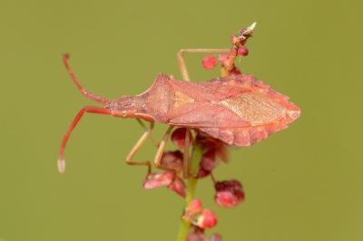 <i>Haploprocta sulcicornis</i>