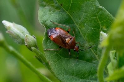 <i>Deraeocoris ruber</i>
