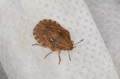 <i>Eurygaster</i>