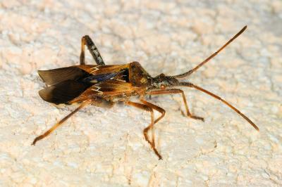 <i>Leptoglossus occidentalis</i>