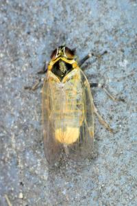 <i>Hyalesthes obsoletus</i>