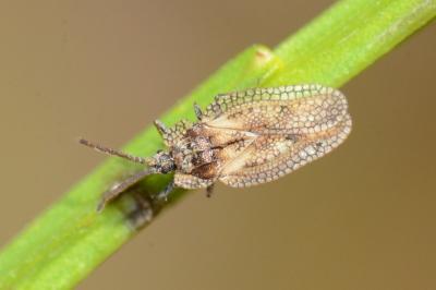 <i>Dictyonota fuliginosa</i>