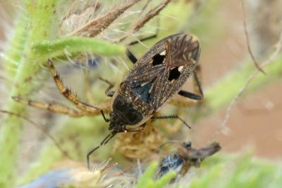 <i>Graptopeltus lynceus</i>
