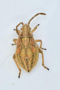 <i>Stictopleurus</i>