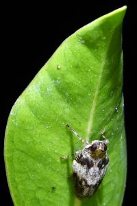 <i>Issus coleoptratus</i>