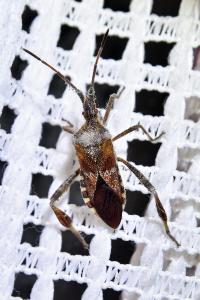 <i>Leptoglossus occidentalis</i>