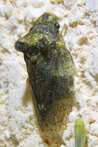 <i>Ledra aurita</i>