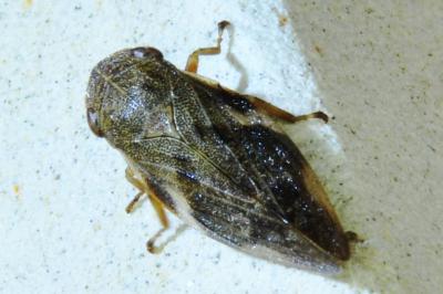 <i>Aphrophora alni</i>