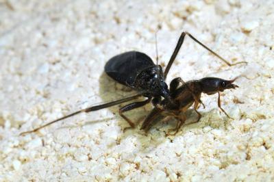 <i>Reduvius personatus</i>