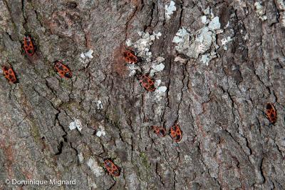 Pyrrhocoris apterus