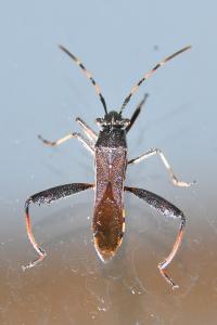 <i>Camptopus lateralis</i>