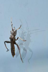 <i>Camptopus lateralis</i>