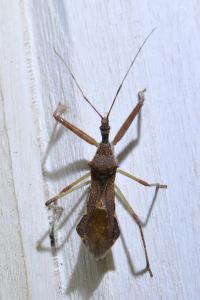 <i>Nagusta goedelii</i>