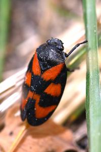 <i>Cercopis vulnerata</i>