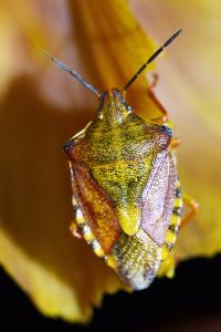 <i>Carpocoris purpureipennis</i>