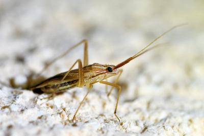 <i>Miridius quadrivirgatus</i>