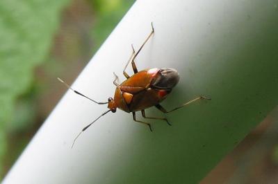<i>Deraeocoris ruber</i>