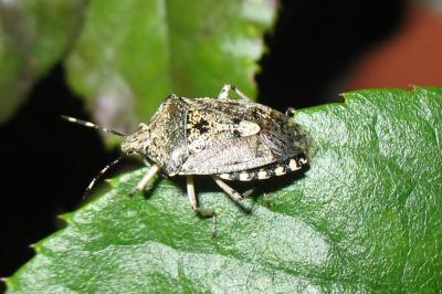 <i>Rhaphigaster nebulosa</i>