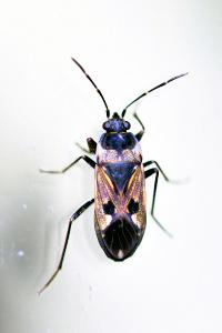 <i>Rhyparochromus vulgaris</i>