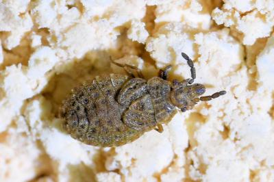 <i>Aradus cinnamomeus</i>