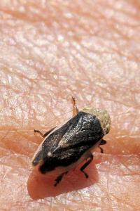 <i>Philaenus spumarius</i>