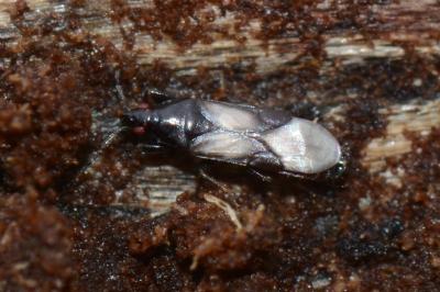 <i>Scoloposcelis pulchella</i>