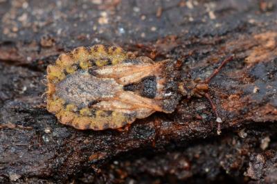 <i>Aradus conspicuus</i>