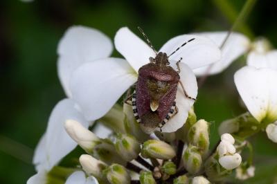 <i>Dolycoris baccarum</i>