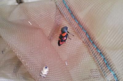 <i>Cercopis vulnerata</i>