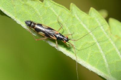 <i>Teratocoris antennatus</i>