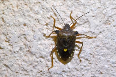 <i>Pentatoma rufipes</i>