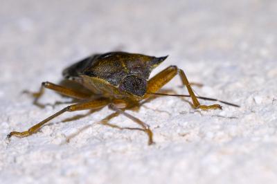 <i>Pentatoma rufipes</i>