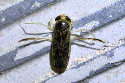<i>Sigara falleni</i>