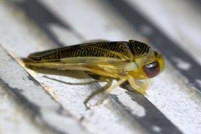 <i>Sigara falleni</i>