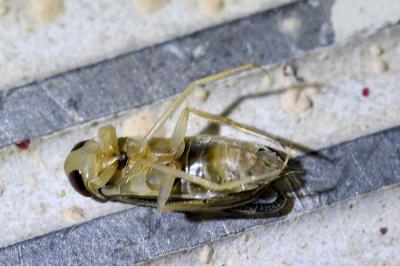<i>Sigara falleni</i>