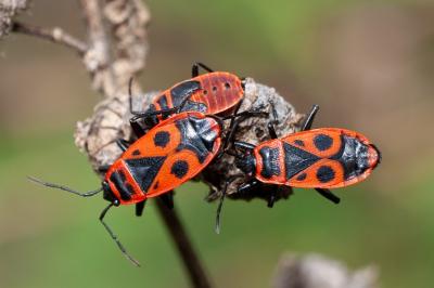 <i>Pyrrhocoris apterus</i>